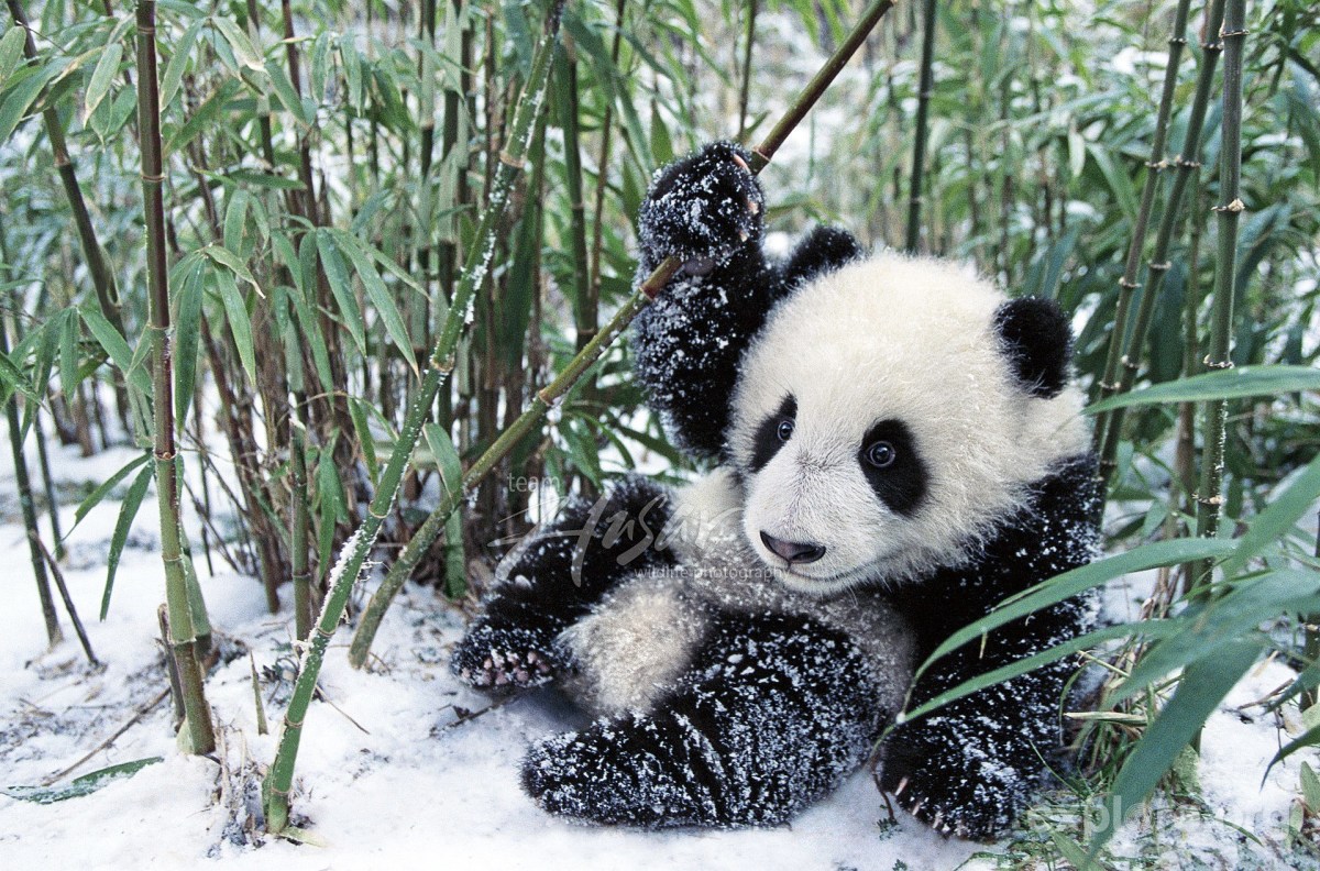 about-panda-information-and-facts-about-giant-panda