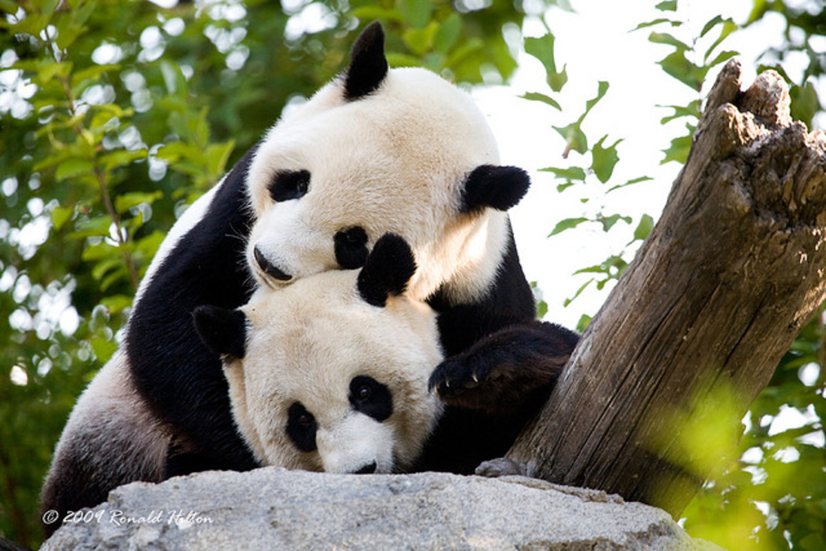 about-panda-information-and-facts-about-giant-panda
