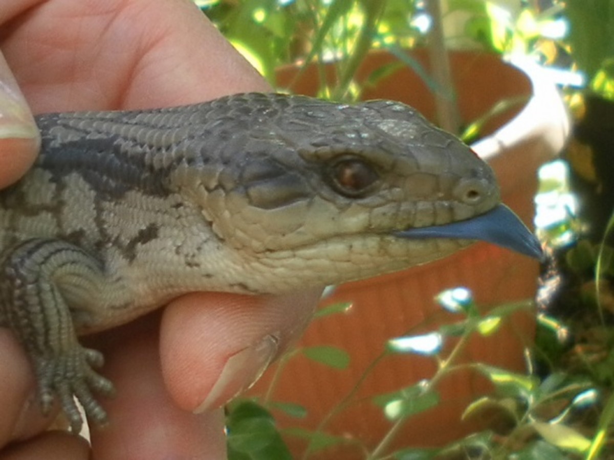Blue Tongue Lizards In My Backyard HubPages