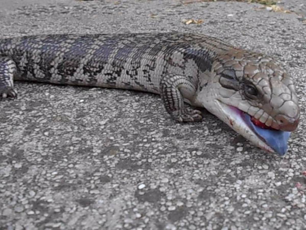 are blue tongue lizards poisonous to dogs if eaten