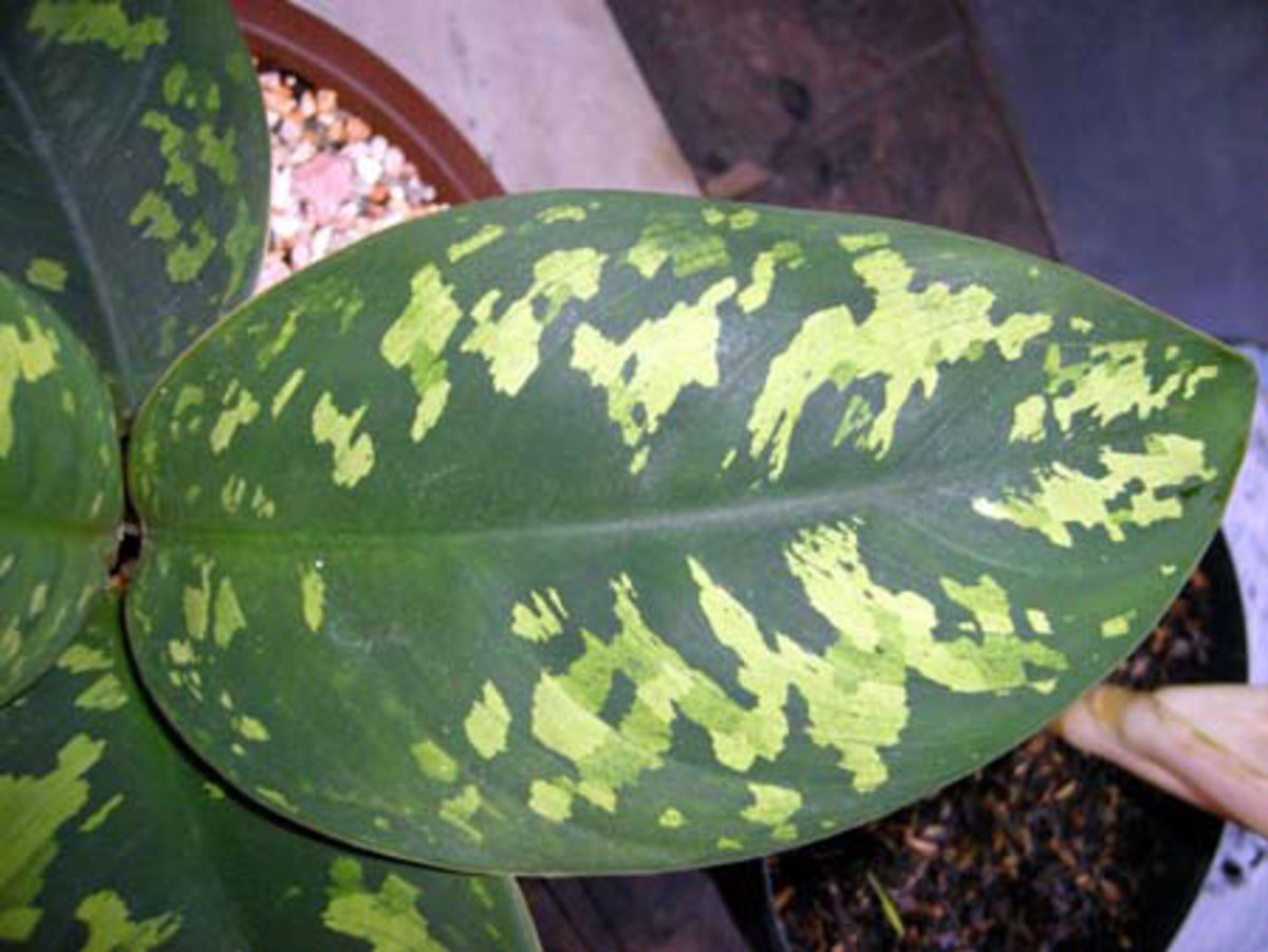 Allah's name on an Aglaonema leaf in Indonesia