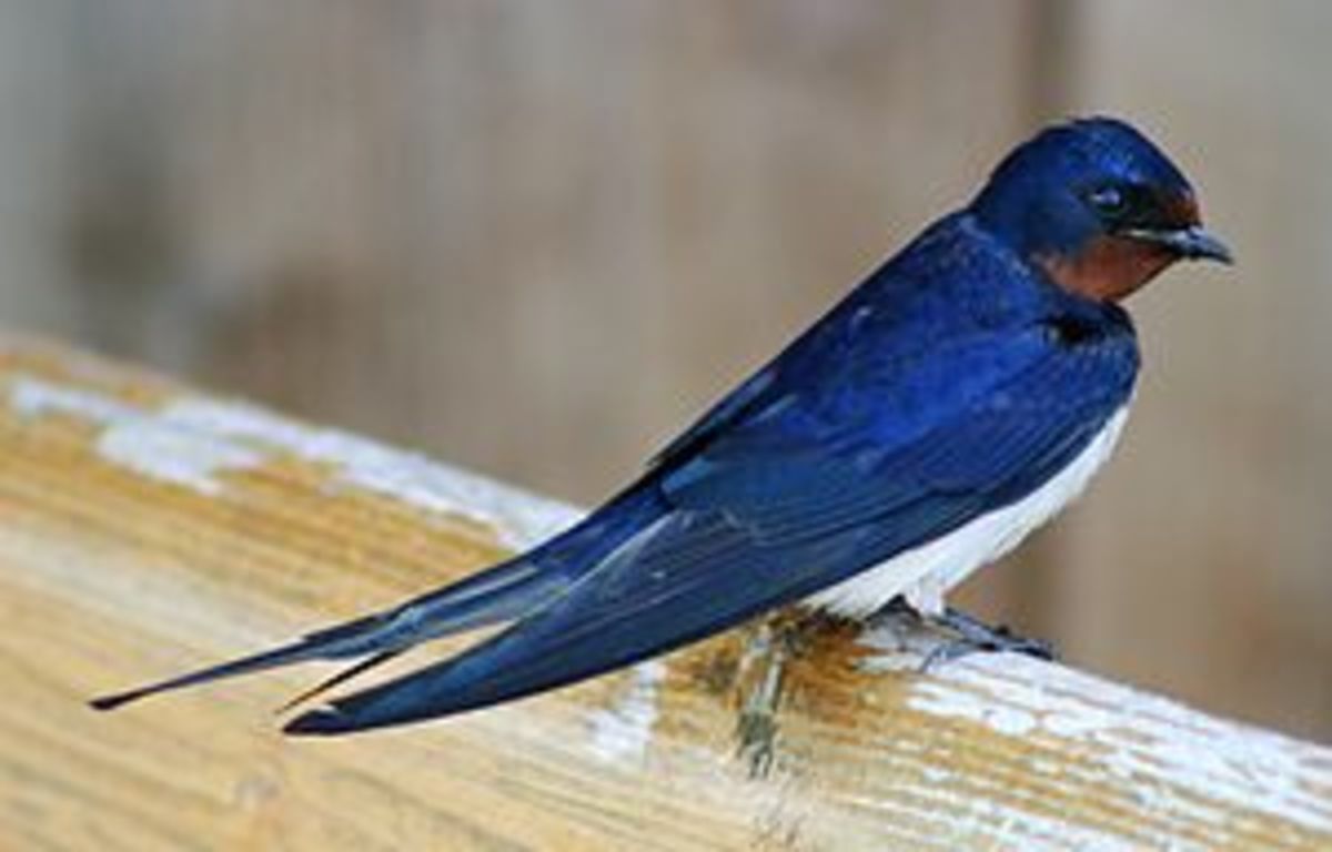 Barn Swallow - Hirundo rustica