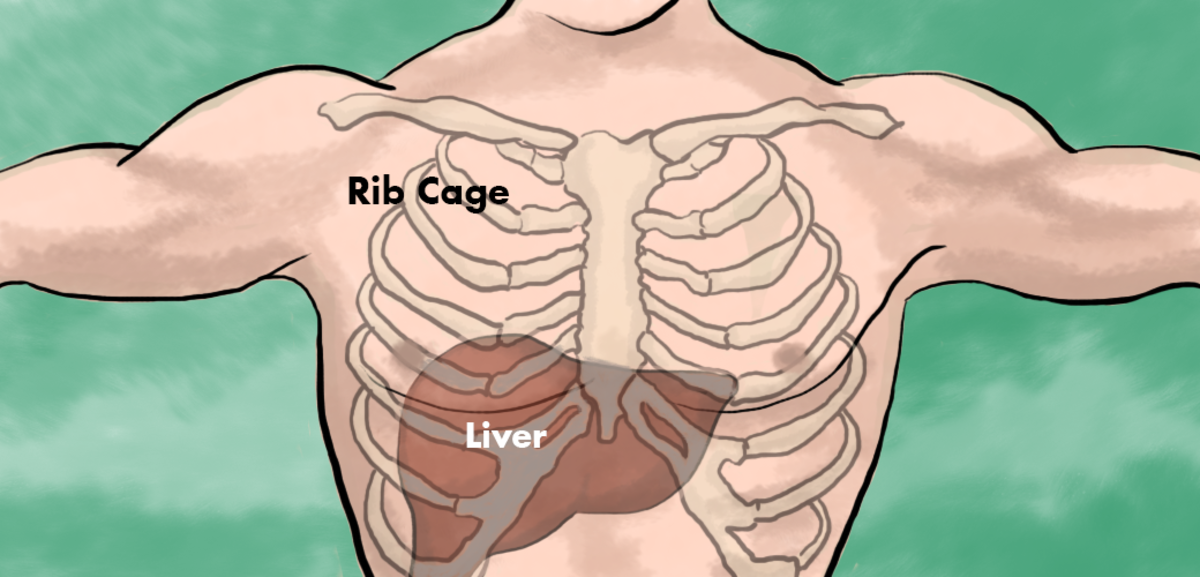 Liver Pain Location Causes And Treatment HubPages