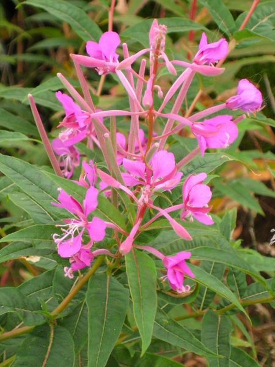 The willow herb has much more to offer than just colour and beauty - it has many healing properties as well.