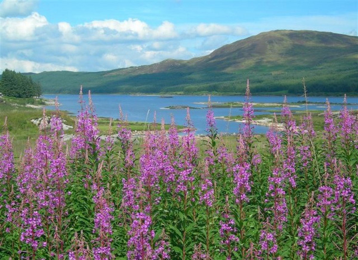 Willowherb has many medicinal properties that modern research is re-discovering.