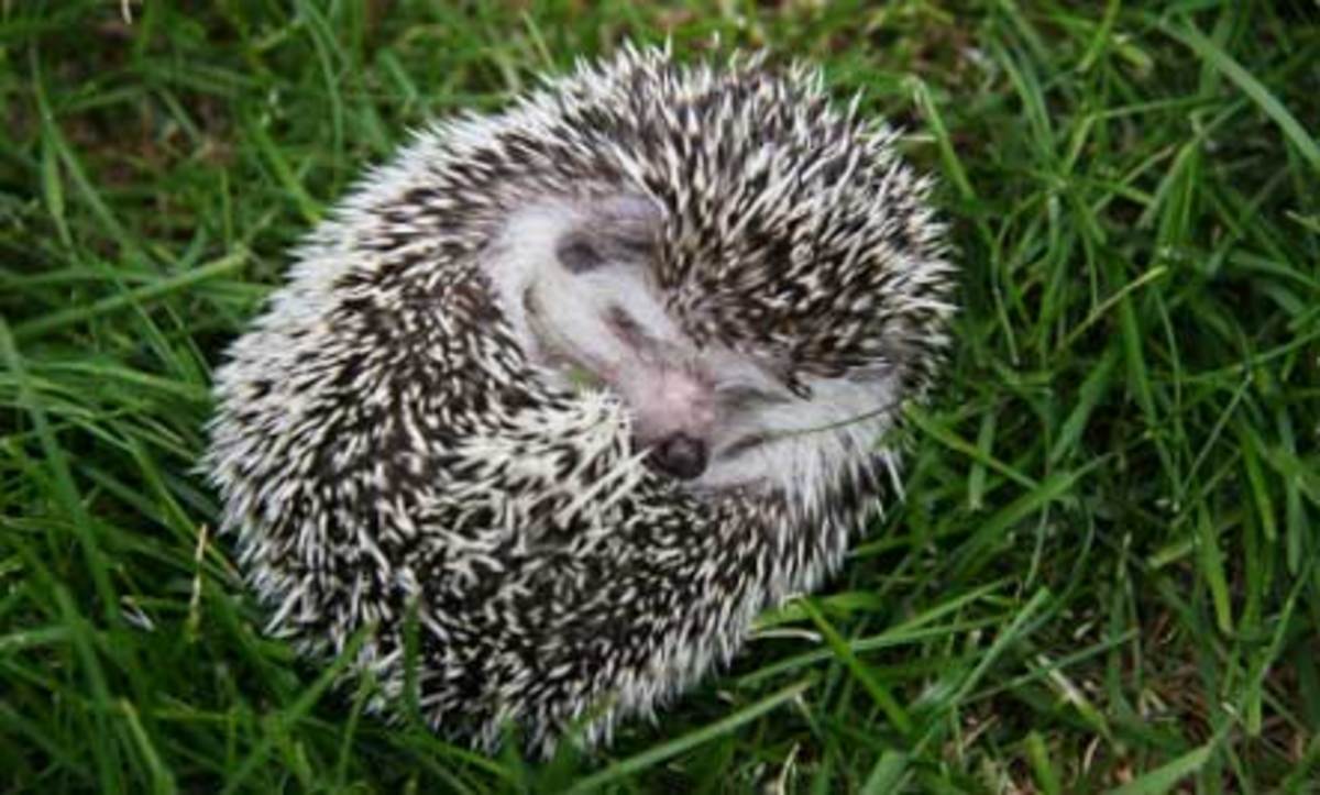 The importance in the control of temperature in hedgehogs depending of
