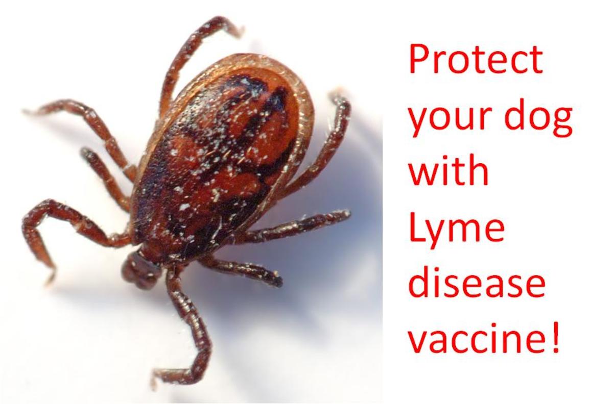 Protect your dog with Lyme disease vaccine