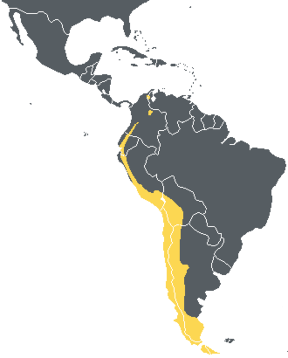 Range of the Andean Condor
