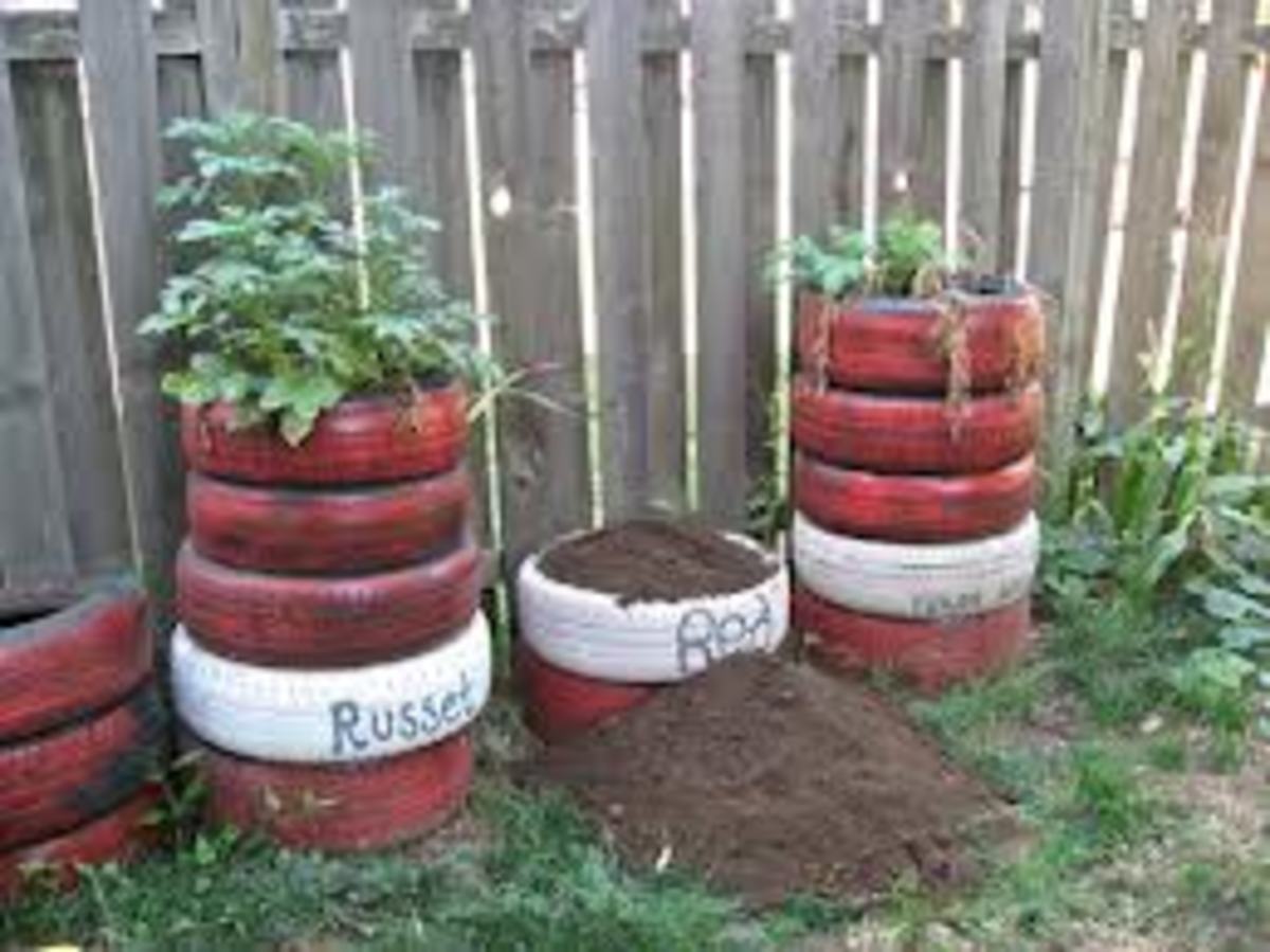 the-idiots-guide-how-to-grow-potatoes-potato-growing-in-tyres-in-the-ground-in-the-bedroom