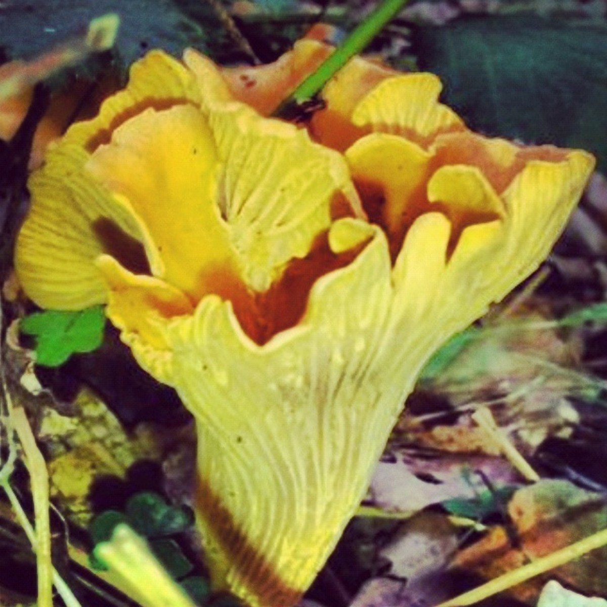 Picking Edible Wild Mushrooms Tips and Book Delishably