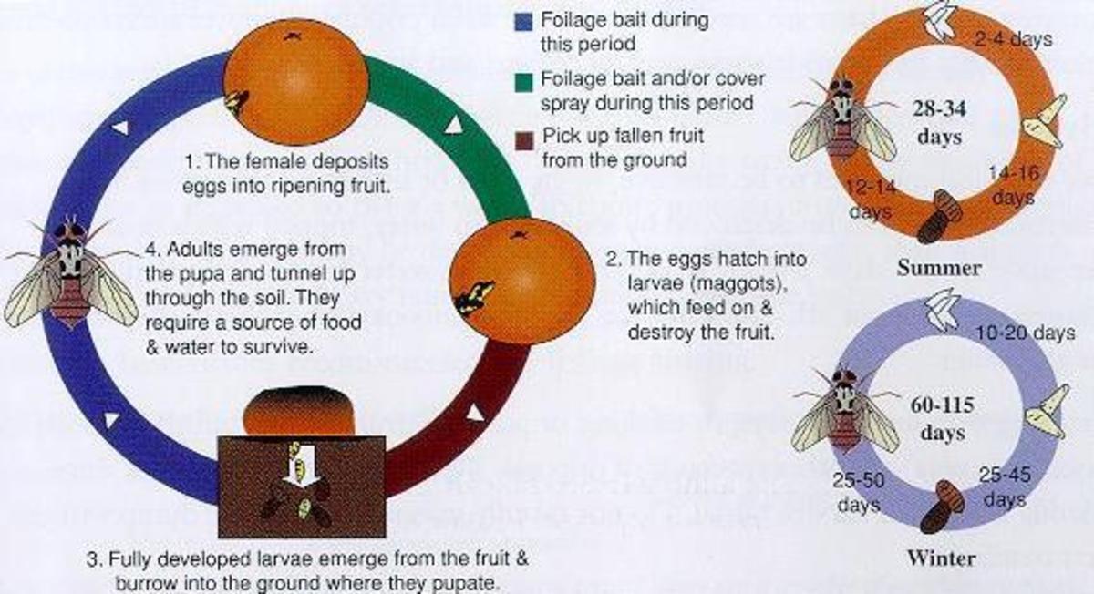 How to Get Rid of Fruit Flies - unOriginal Mom