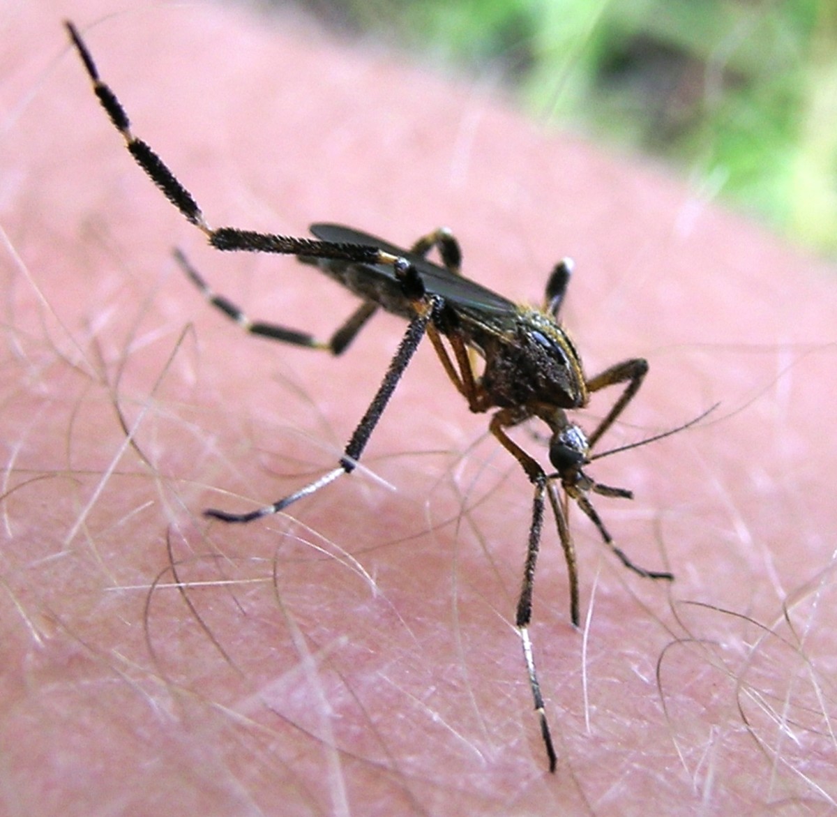 Gallinipper Mosquito