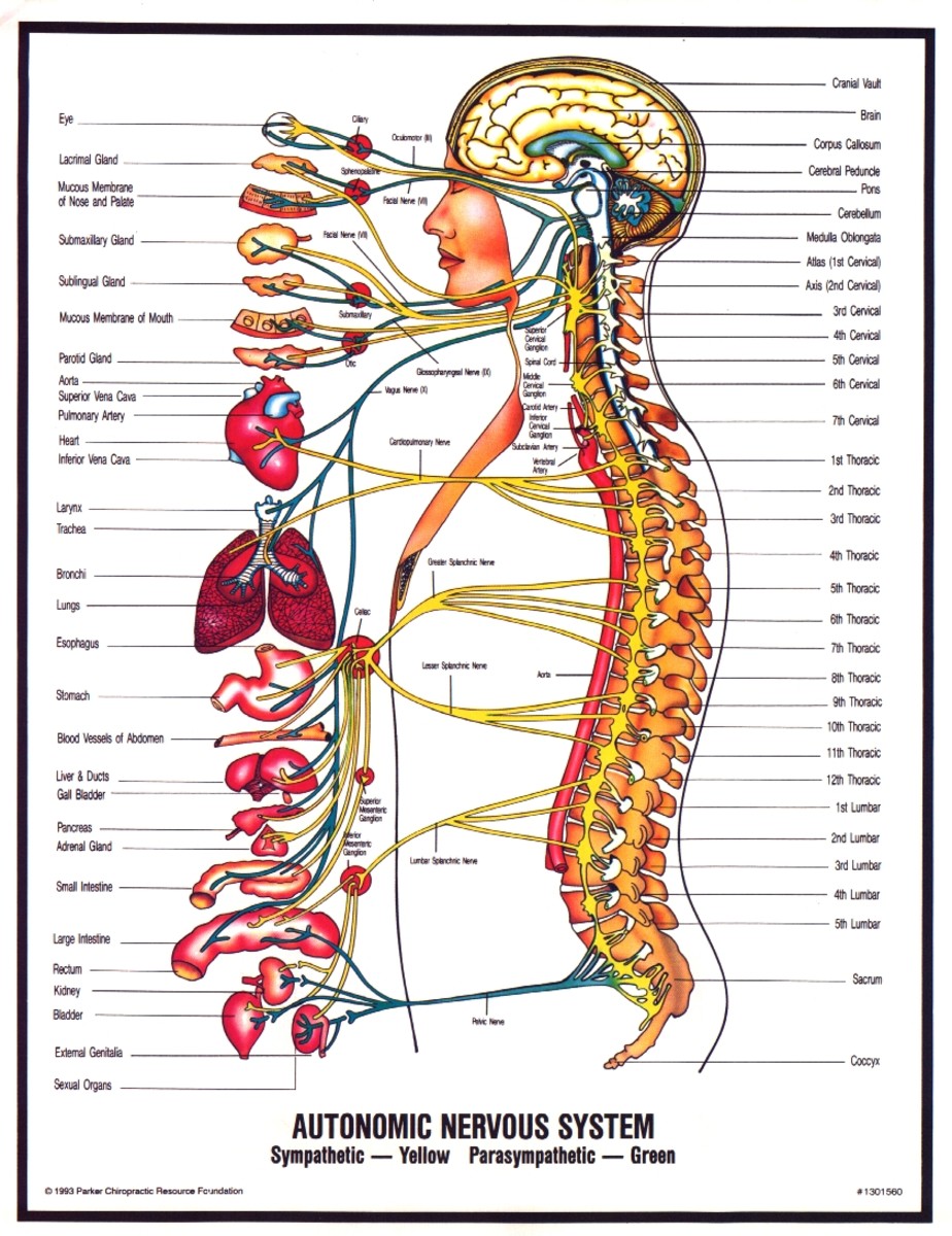 Different Causes Of Neuropathy And There Treatments HubPages