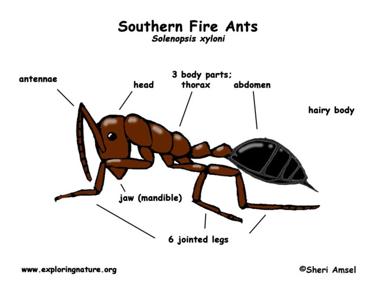 Fire Ants Are Beneficial Insects