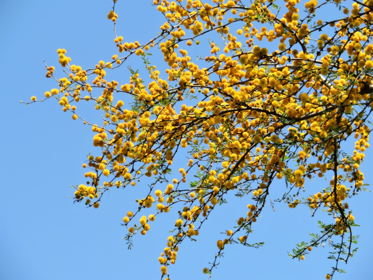 Huisache tree blossoms against a bright blue sky