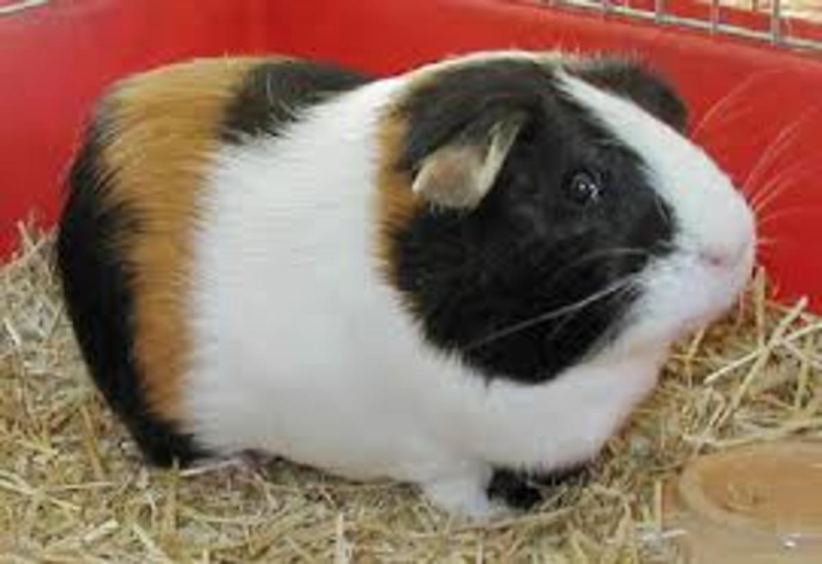 all-about-caring-for-your-guinea-pig