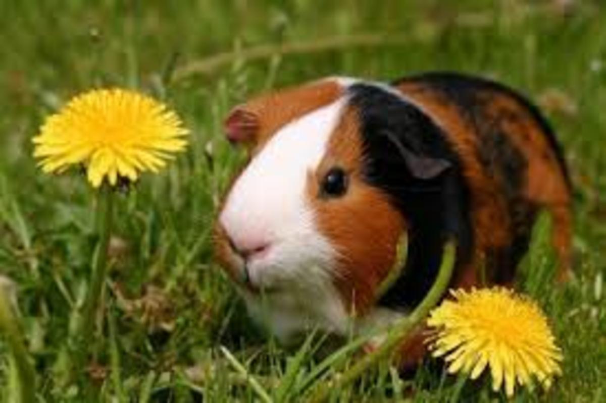all-about-caring-for-your-guinea-pig