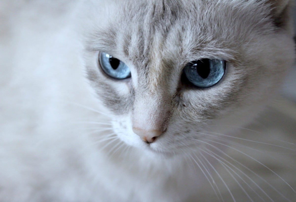 100 Unique Names For Cats With Blue Eyes PetHelpful