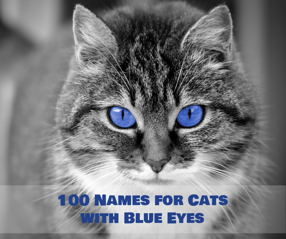 100 Unique Names For Cats With Blue Eyes PetHelpful
