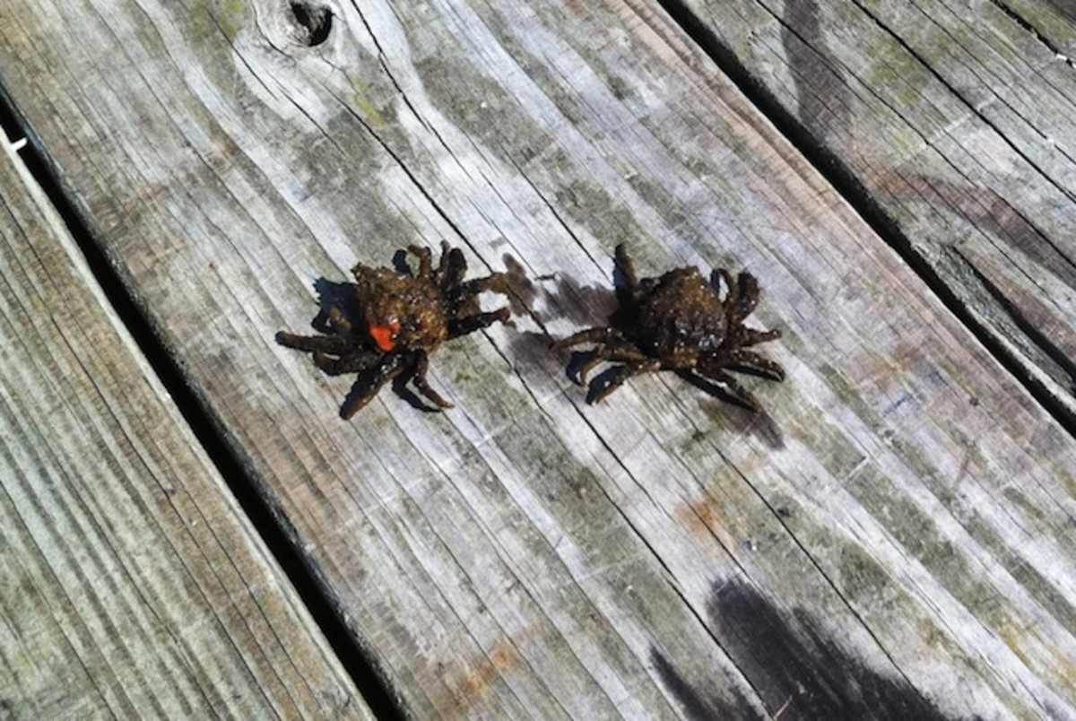 Some people mistake spider crabs like the ones in this photo for dock spiders.