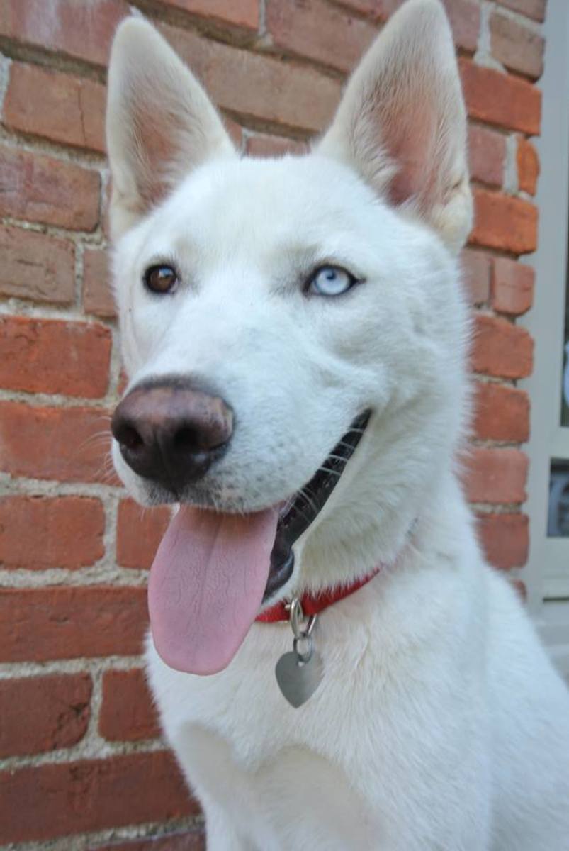 Rocket is an all-white male husky with bi-colored eyes. His right eye is brown and his left eye is blue. 