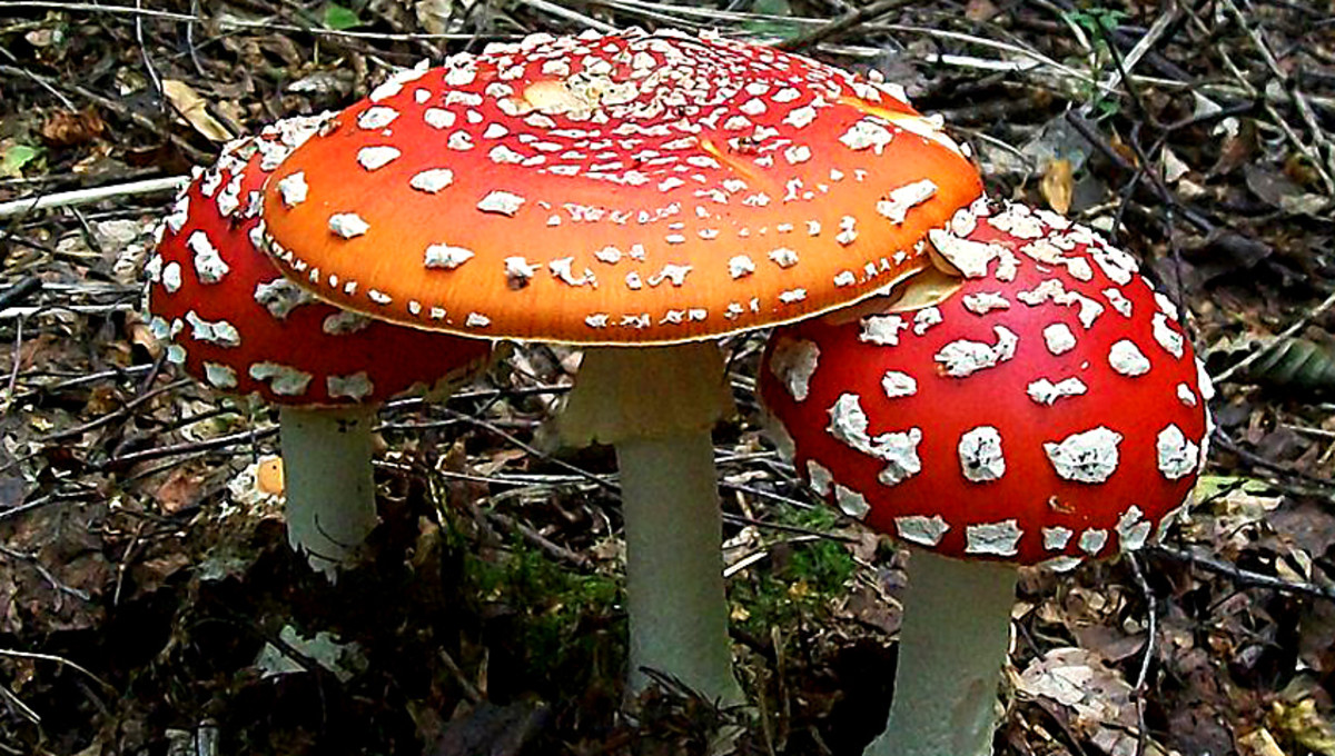 A colourful group of fly agarics in a wood in Southern England