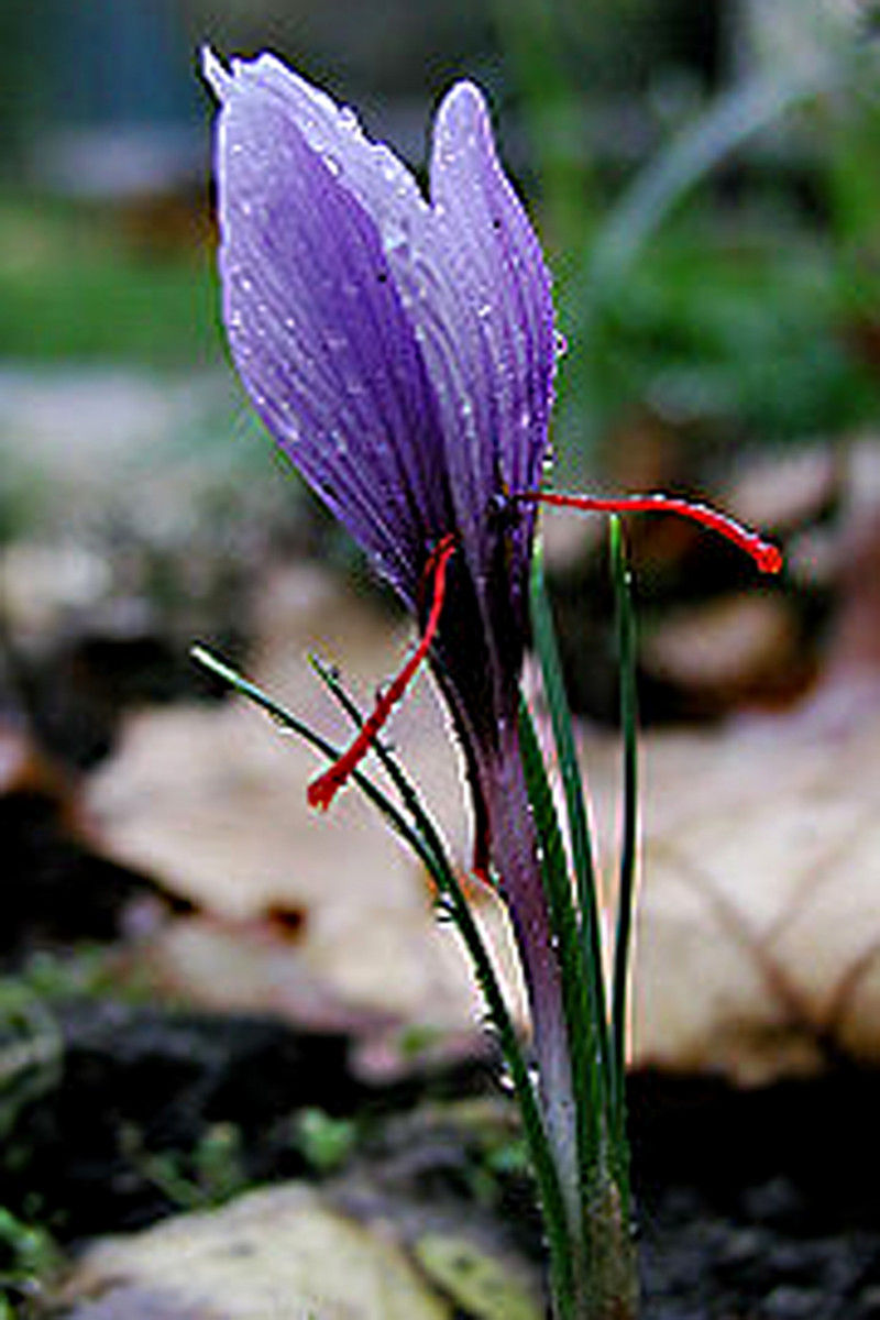 The Saffron Crocus showing two of the all-important stigmas