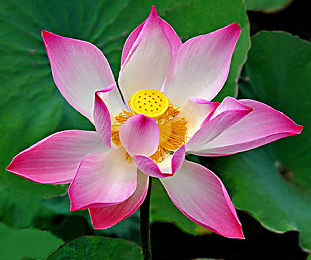 Plants and Flowers in Myth, Legend and Song The True Stories Behind 10 Famous Plants HubPages