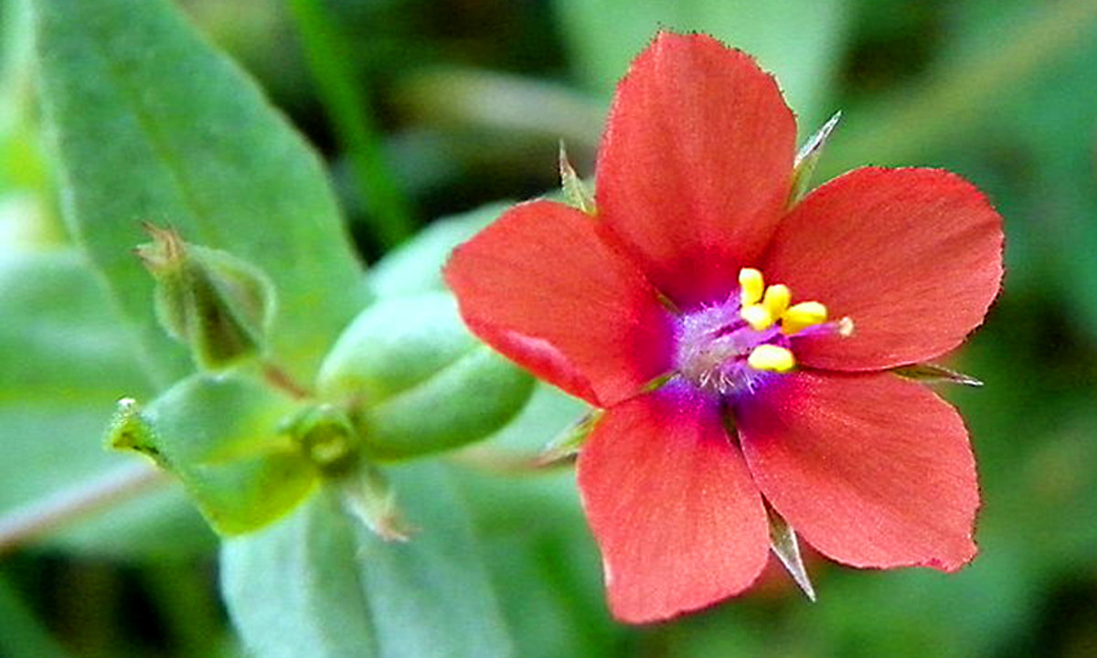 In close-up, this easily overlooked little flower is very attractive