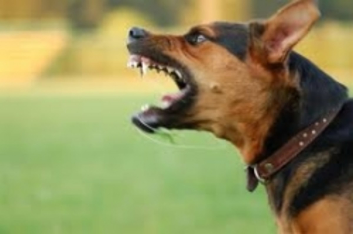 Dangerous and Vicious Large Dog Breeds