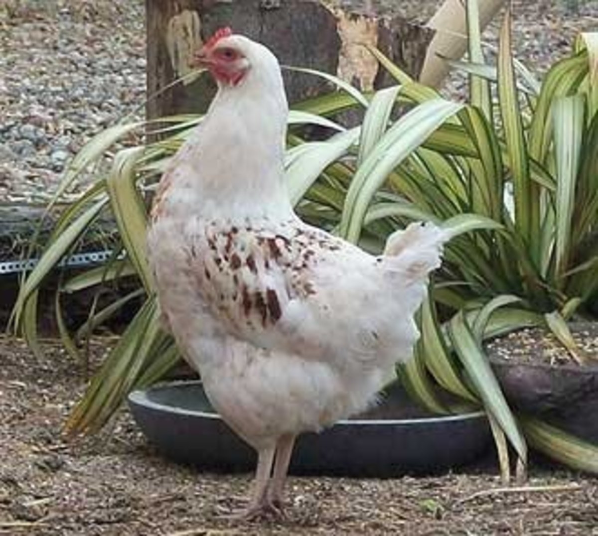 top-10-chicken-breeds-for-eggs