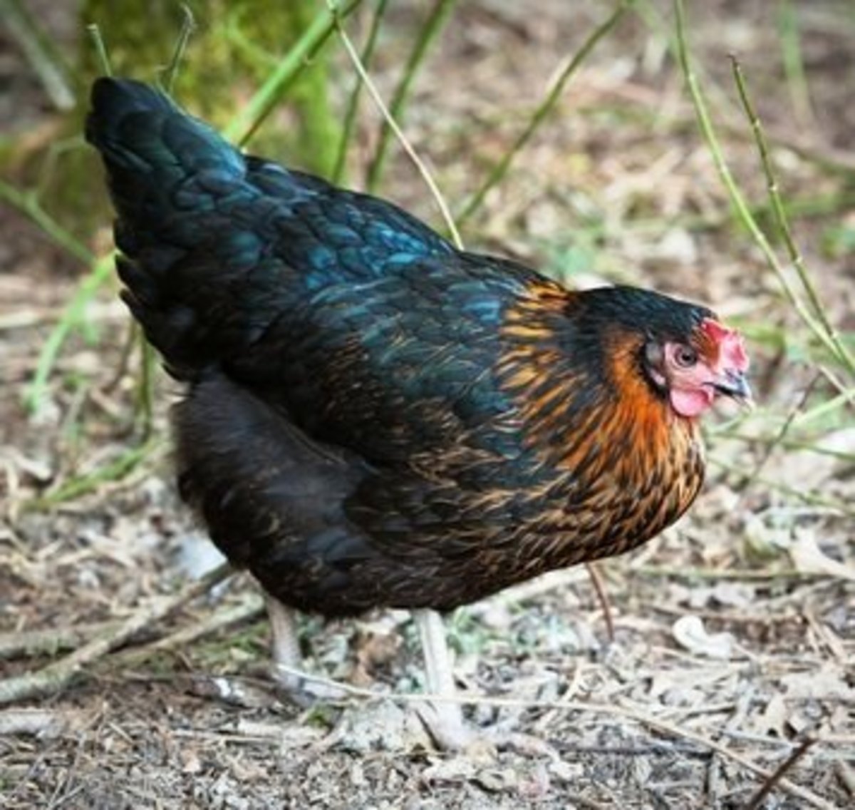 top-10-chicken-breeds-for-eggs