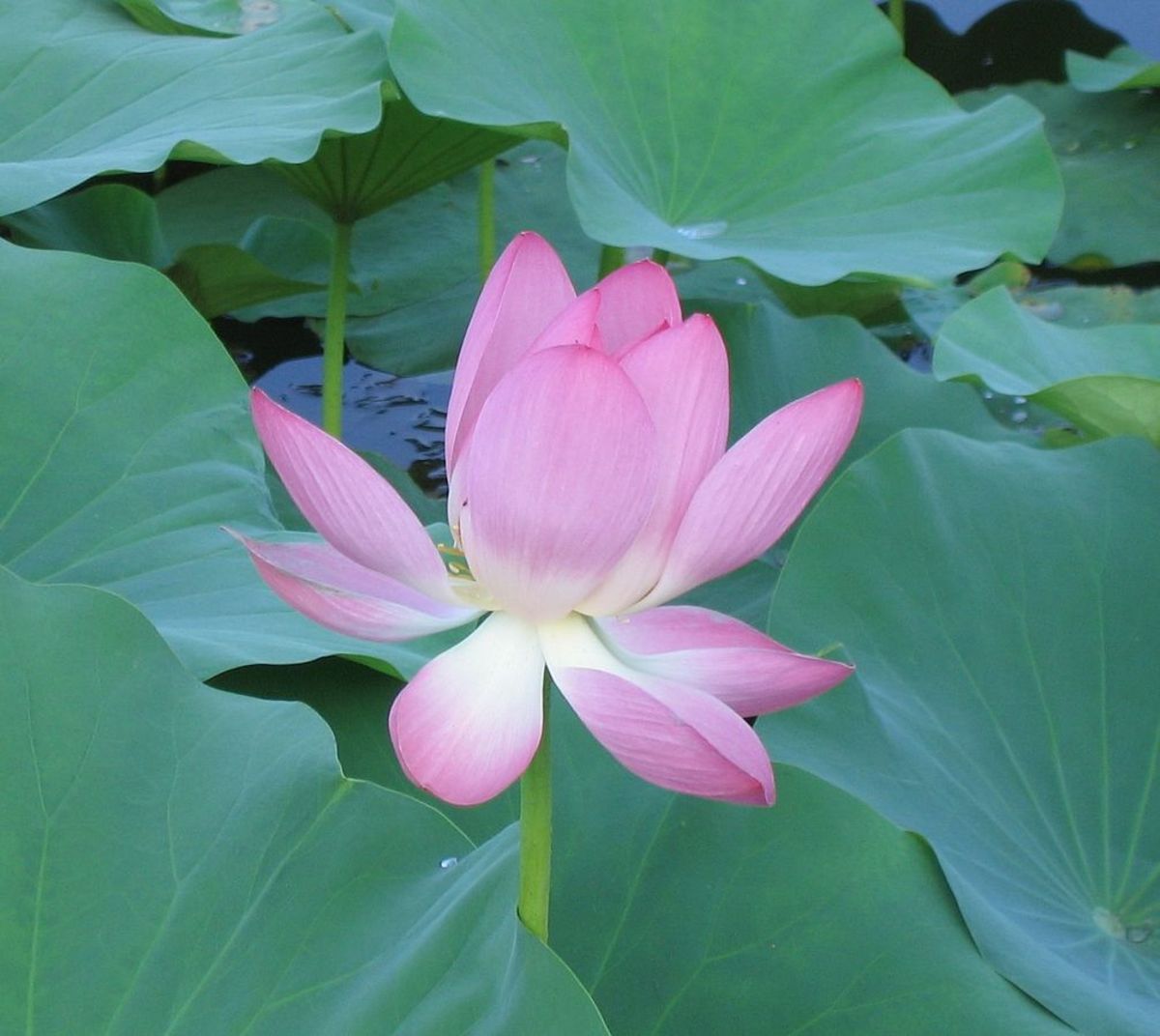 The Lotus Flower (water lily), in some Asian countries symbolises emotional detachment  due to its ability to rise above muddy waters and produce beautiful immaculate flowers.