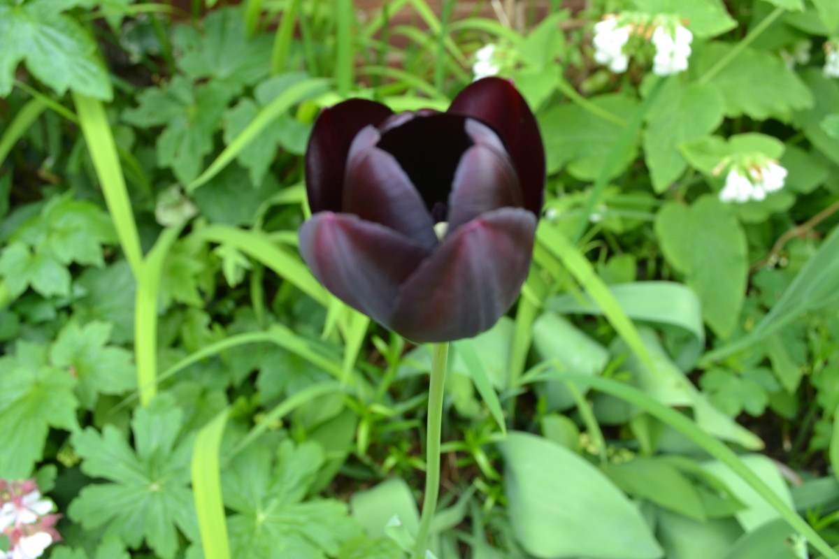 Black tulips are rarely black, more of a deep purple, this hybrid flower Symbolises many things, some say power and strength, others say, death cheating and darkness.