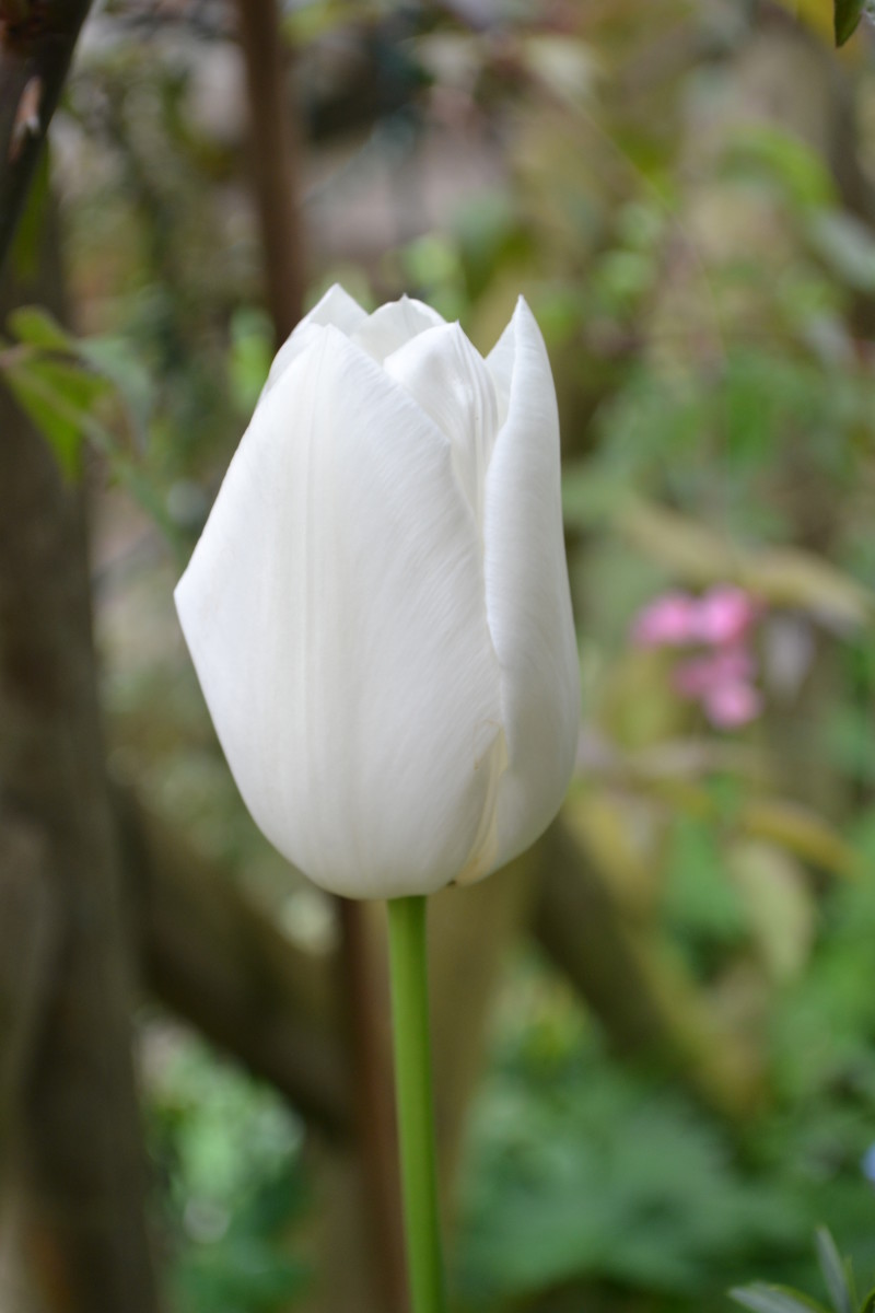 Origin Asia to China. Grown by Persian growers   since the 12th century. The tulip flowers were introduced to Europe in the 1500s. Tulips and white tulips in particular symbolise emotions, era in Turkish history and stock market speculation bubble.
