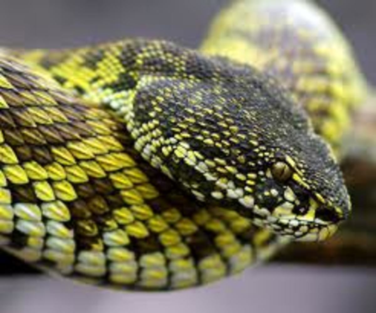 argentina-poisonous-snakes-venomous-spiders-bugs-and-other-dangerous-insects-and-animals