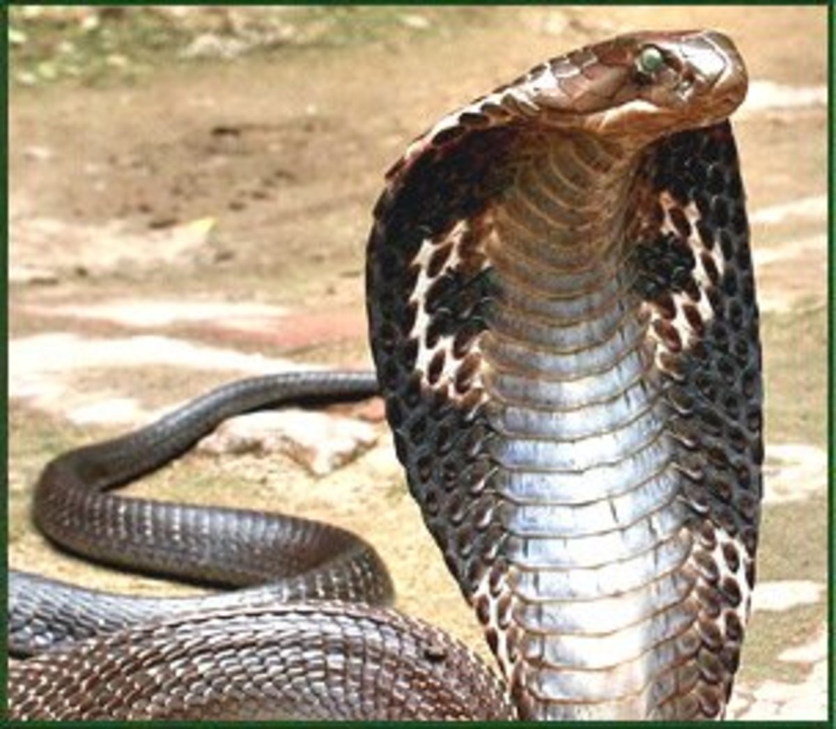 vietnam-poisonous-snakes-and-venomous-spiders-and-other-dangerous-animals-and-insects