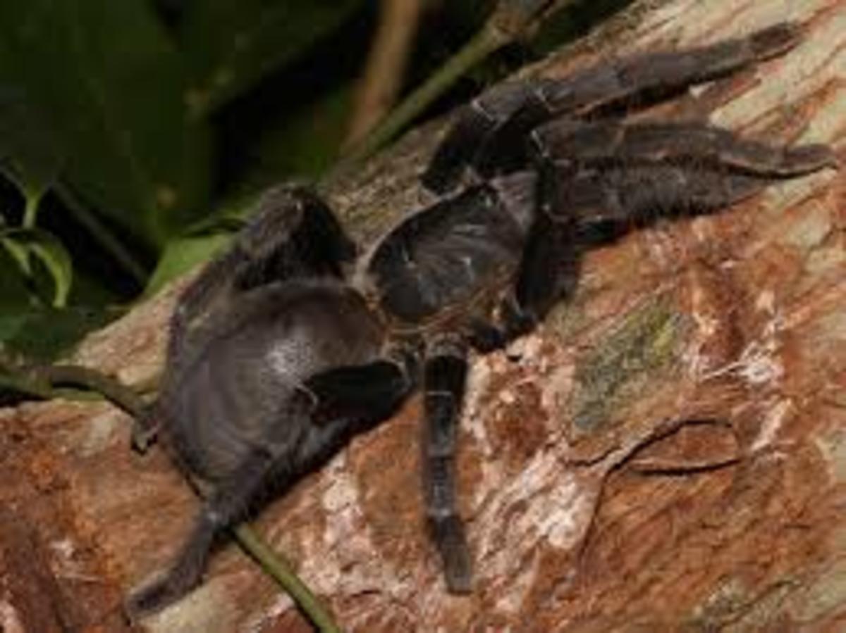 vietnam-poisonous-snakes-and-venomous-spiders-and-other-dangerous-animals-and-insects