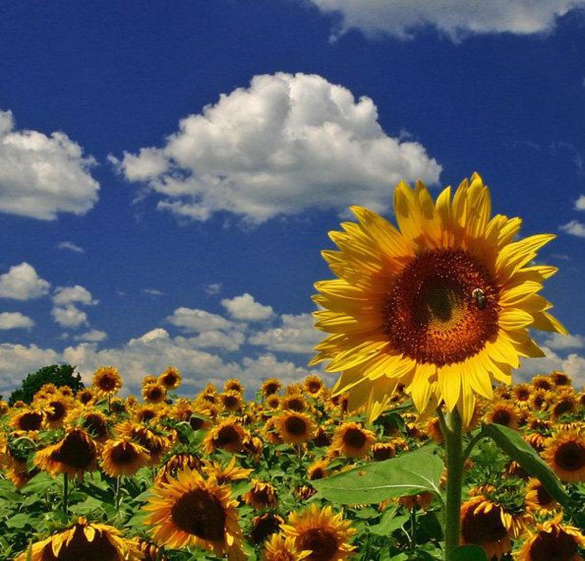 greek-mythology-and-poem-the-sunflower