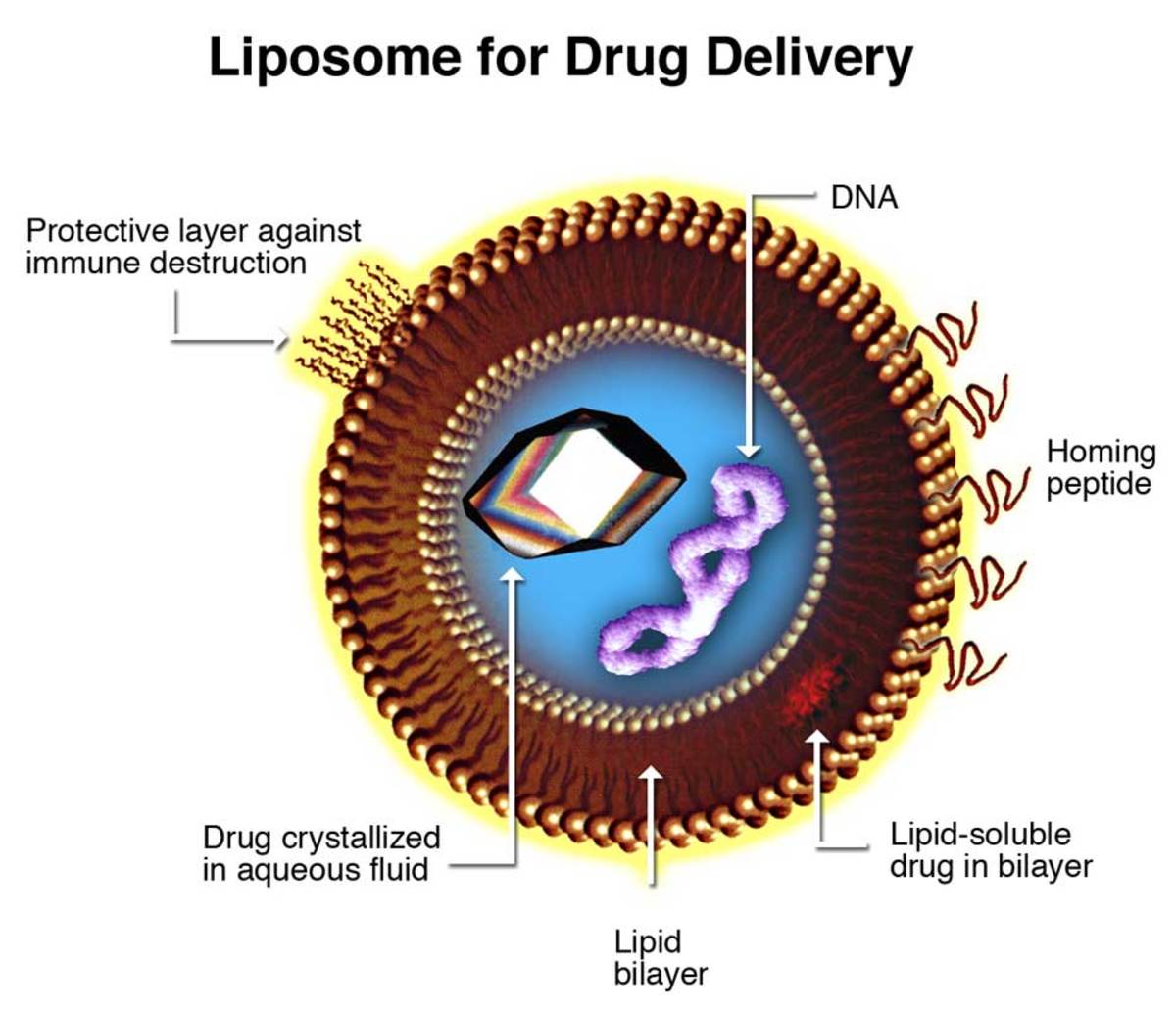 Did you know the use of doxorubicin in liposome reduces cardiac toxicity?