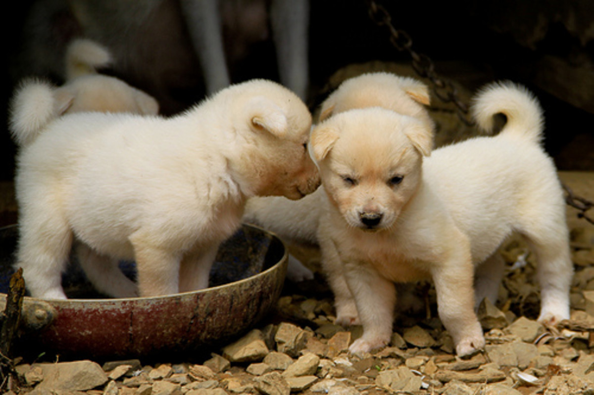 Korean Jindo Puppies
