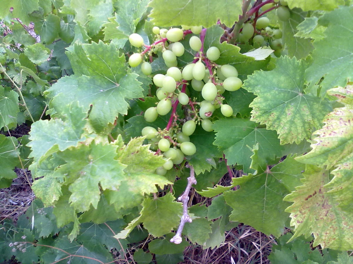 The Worst 5 Foods for Arthritis Which Foods Make Arthritis Worse