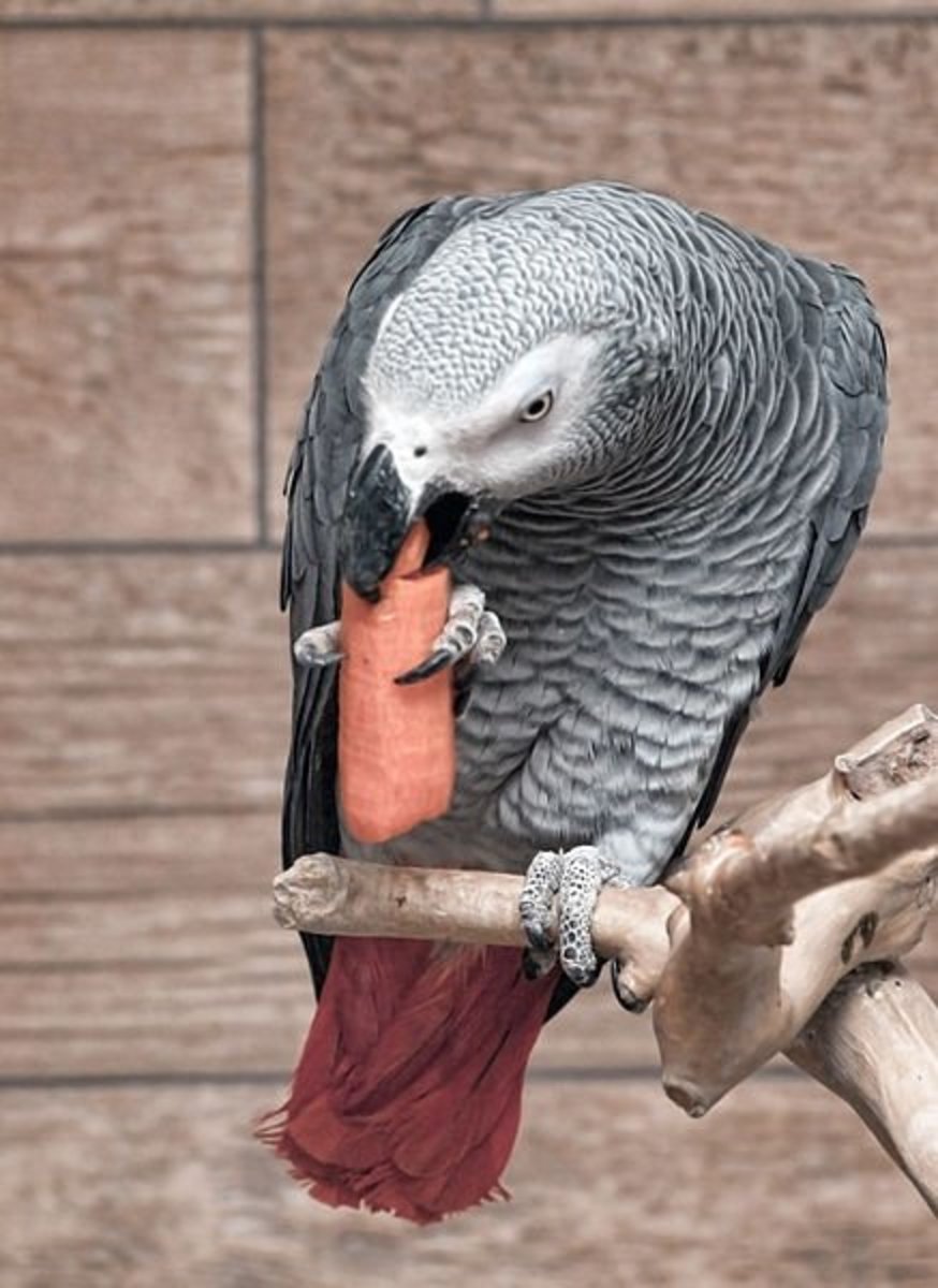African Grey Parrot enjoying a carrot (Wikimedia Commons Image)