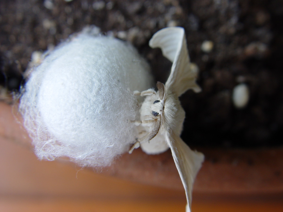 Silk is produced by larvae that will develop into moths if unharmed