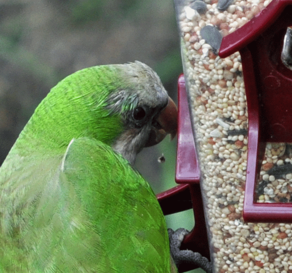 Old Quaker parrot