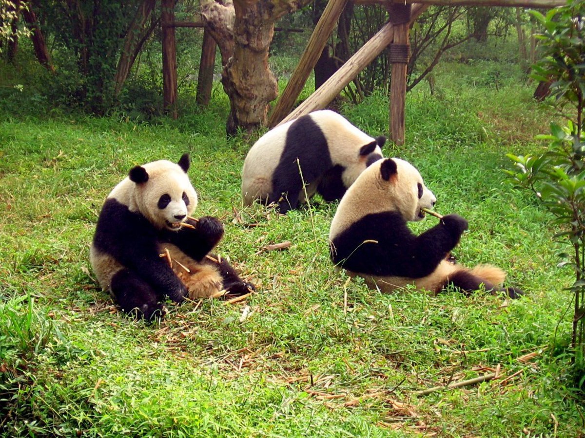 wolong-the-home-of-the-giant-panda