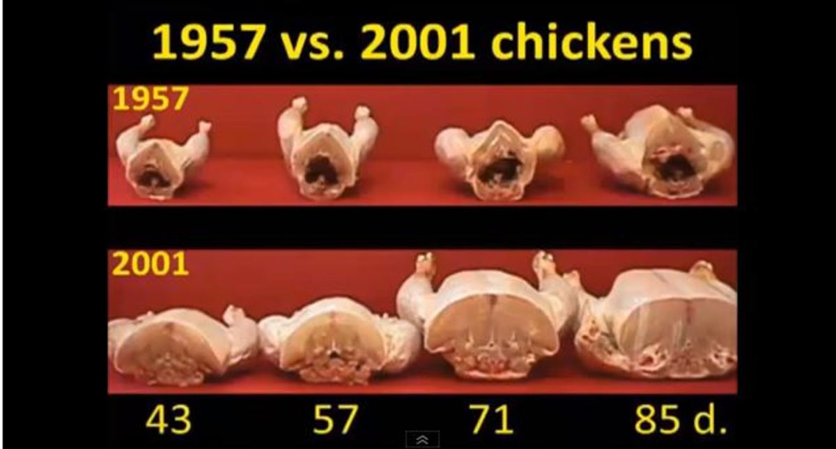 The poultry industry uses growth hormones to produce larger chickens faster, but at what cost...and who pays?