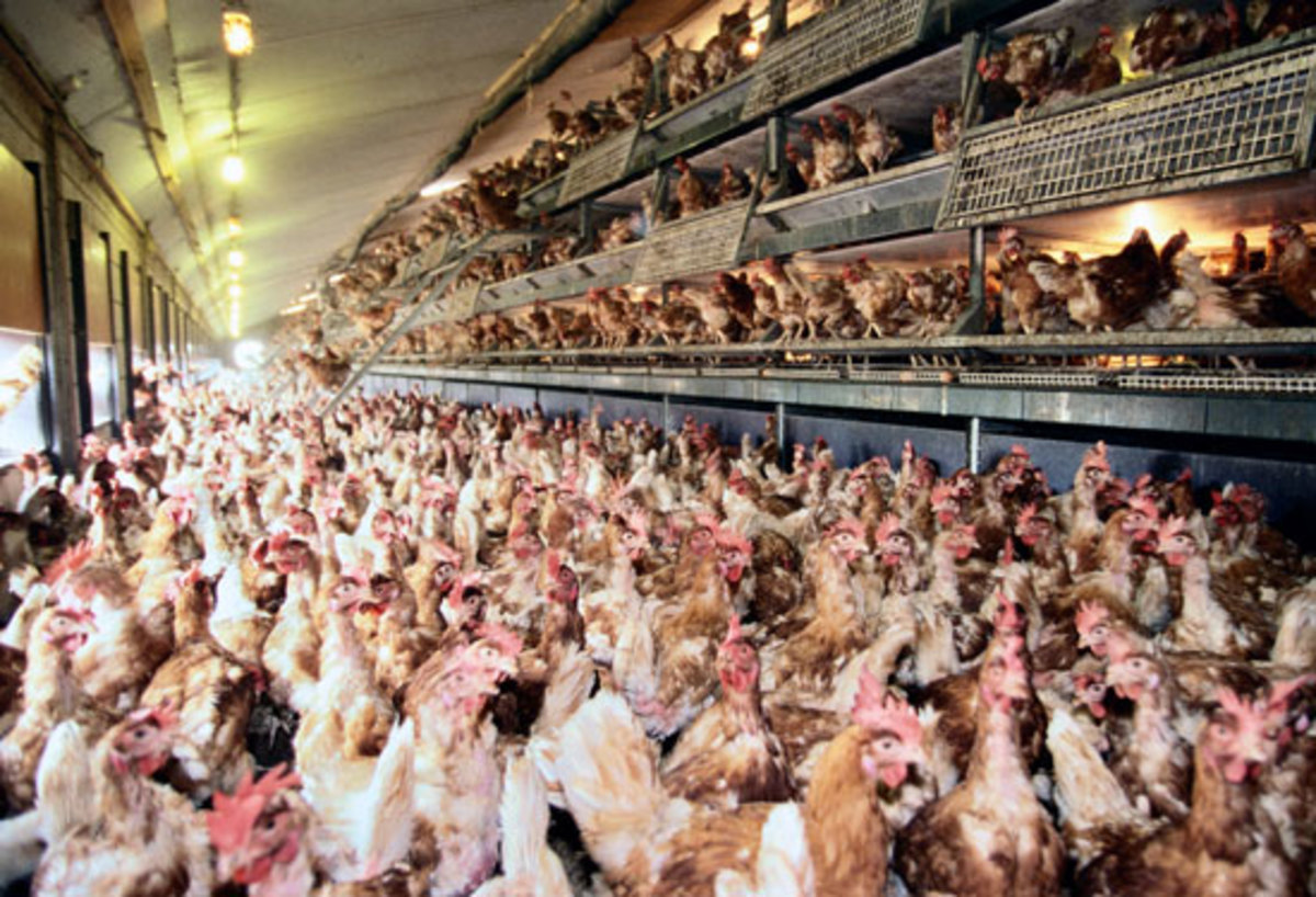 Overcrowded and unsanitary, chicken coops raise health concerns for consumers. 