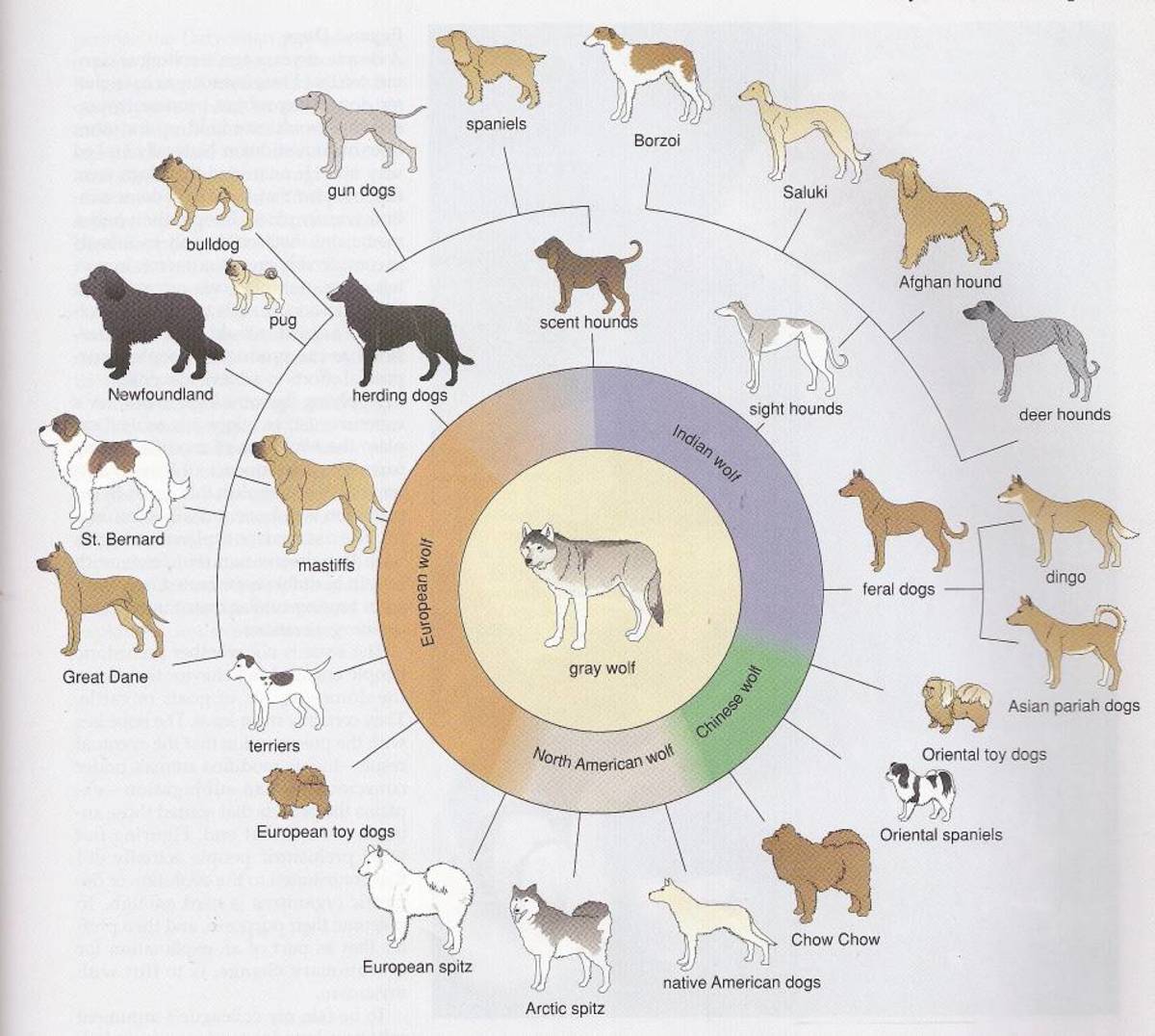 The Domestication of the Dog, Fox, Cattle and Sheep