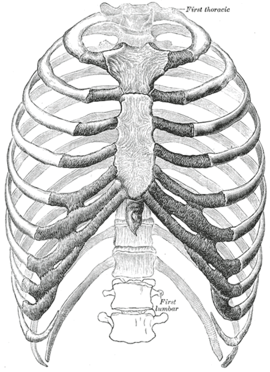 24 bowing bones making up the rib cage that protects the heart